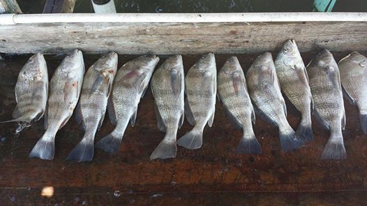 Freshly caught redfish and speckled trout